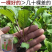 武汉洪山区正宗红菜苔苗高品质基地优选早山红1000棵起卖