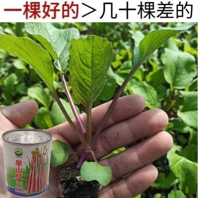 武汉洪山区正宗红菜苔苗高品质基地优选早山红1000棵起卖