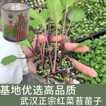 武汉洪山区正宗红菜苔苗高品质基地优选早山红1000棵起卖