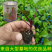 武汉洪山区正宗红菜苔苗高品质基地优选早山红1000棵起卖