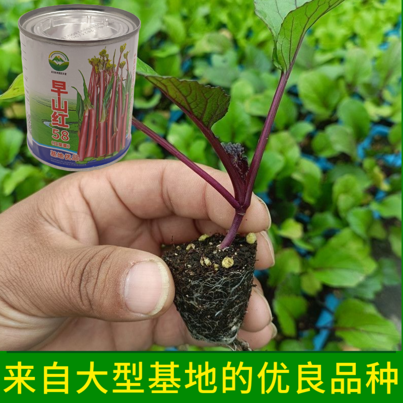 武汉洪山区正宗红菜苔苗高品质基地优选早山红1000棵起卖