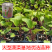 武汉洪山区正宗红菜苔苗高品质基地优选早山红1000棵起卖