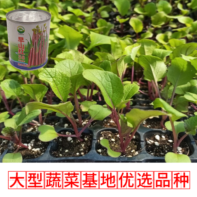 武汉洪山区正宗红菜苔苗高品质基地优选早山红1000棵起卖