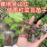 武汉洪山区正宗红菜苔苗高品质基地优选早山红1000棵起卖