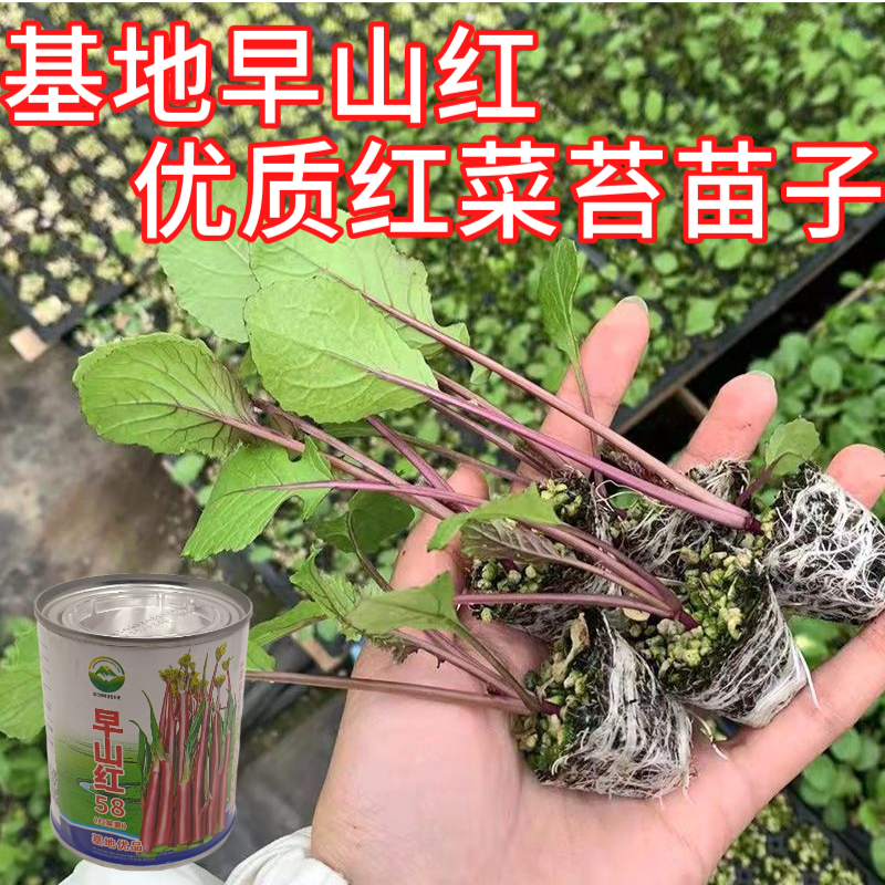 武汉洪山区正宗红菜苔苗高品质基地优选早山红1000棵起卖