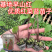 武汉洪山区正宗红菜苔苗高品质基地优选早山红1000棵起卖