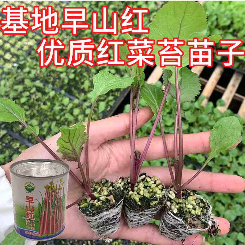 武汉洪山区正宗红菜苔苗高品质基地优选早山红1000棵起卖