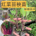 武汉洪山区正宗红菜苔苗高品质基地优选早山红1000棵起卖