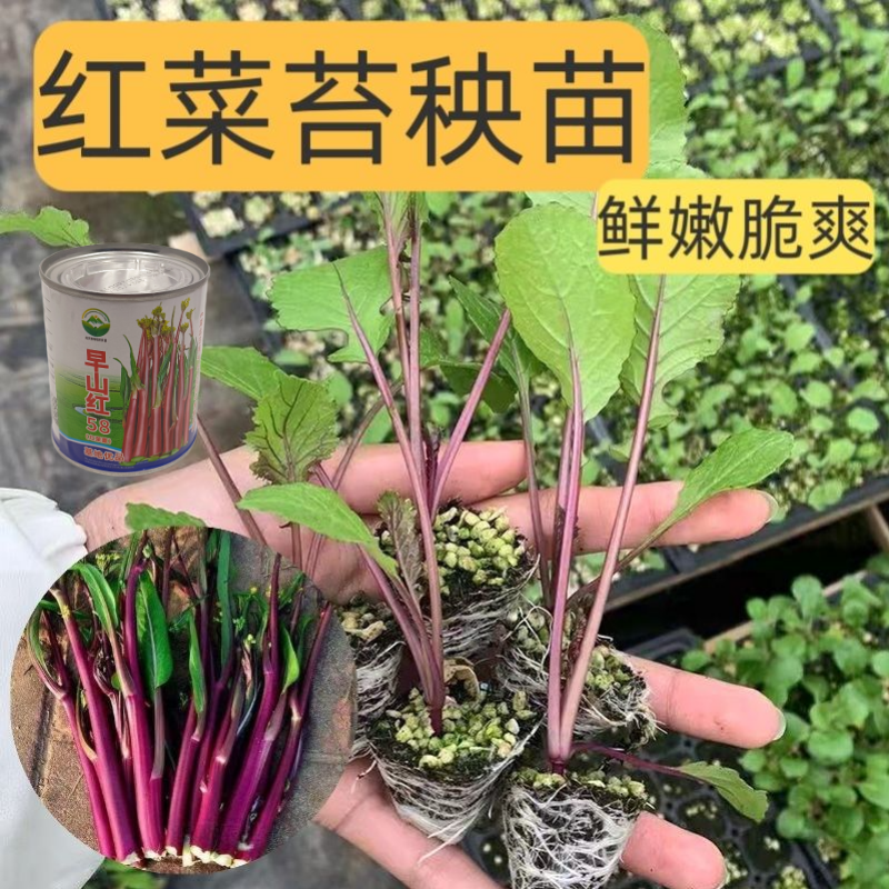 武汉洪山区正宗红菜苔苗高品质基地优选早山红1000棵起卖