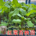 武汉洪山区正宗红菜苔苗高品质基地优选早山红1000棵起卖