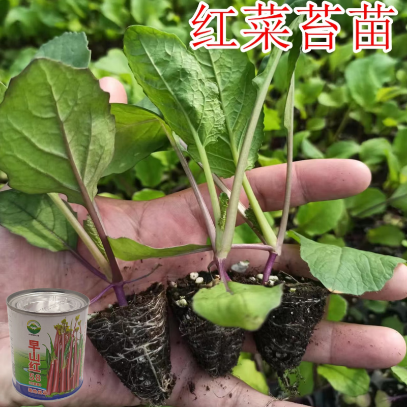 武汉洪山区正宗红菜苔苗高品质基地优选早山红1000棵起卖