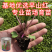武汉洪山区正宗红菜苔苗高品质基地优选早山红1000棵起卖