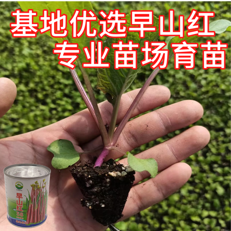 武汉洪山区正宗红菜苔苗高品质基地优选早山红1000棵起卖