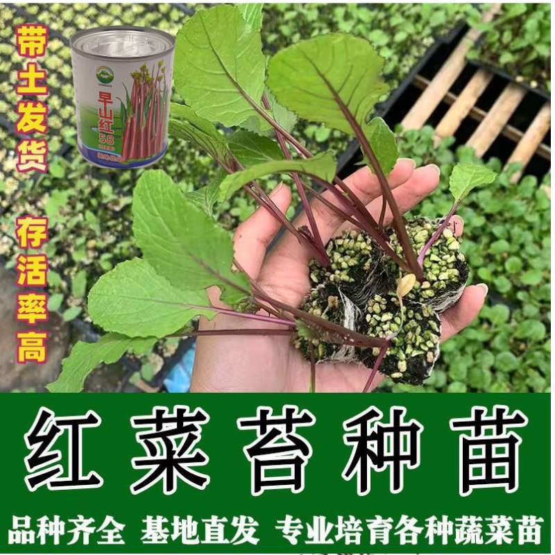 武汉洪山区正宗红菜苔苗高品质基地优选早山红1000棵起卖
