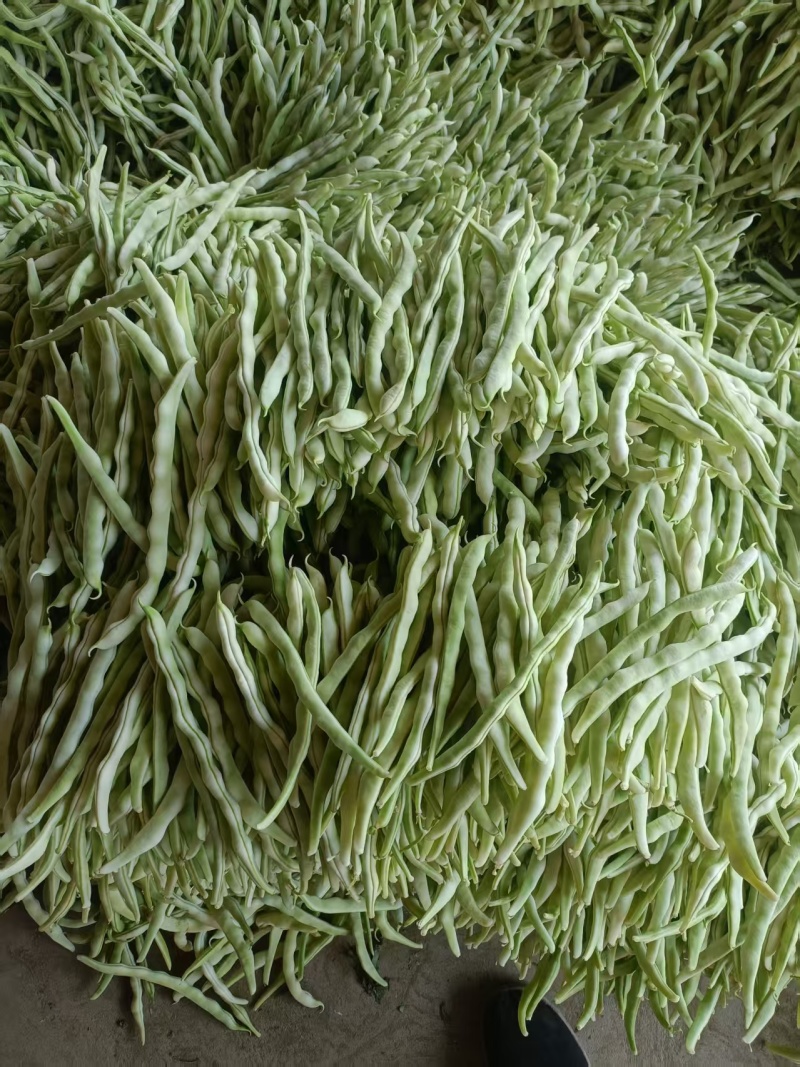 白芸豆角，白条豆角，产地直发，价格优惠，实力商家