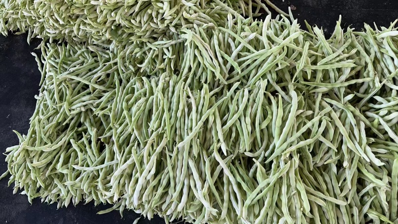 白芸豆角，白条豆角，产地直发，价格优惠，实力商家