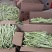 白芸豆角，白条豆角，产地直发，价格优惠，实力商家