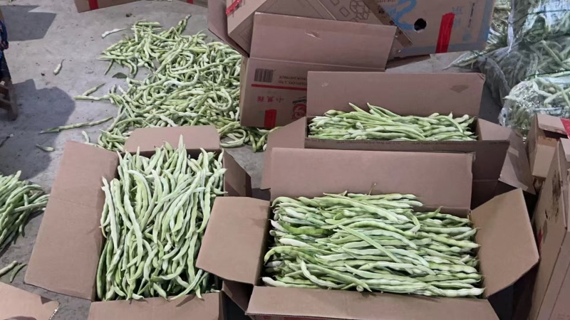 白芸豆角，白条豆角，产地直发，价格优惠，实力商家