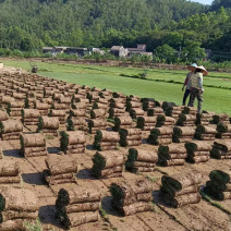 【现铲现发】马尼拉草皮多基地直供专车送货量大可谈