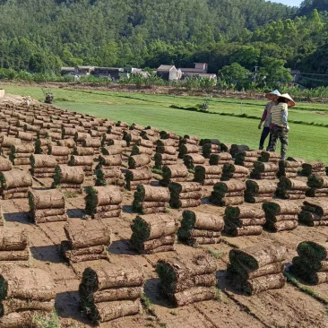 【现铲现发】马尼拉草皮多基地直供专车送货量大可谈