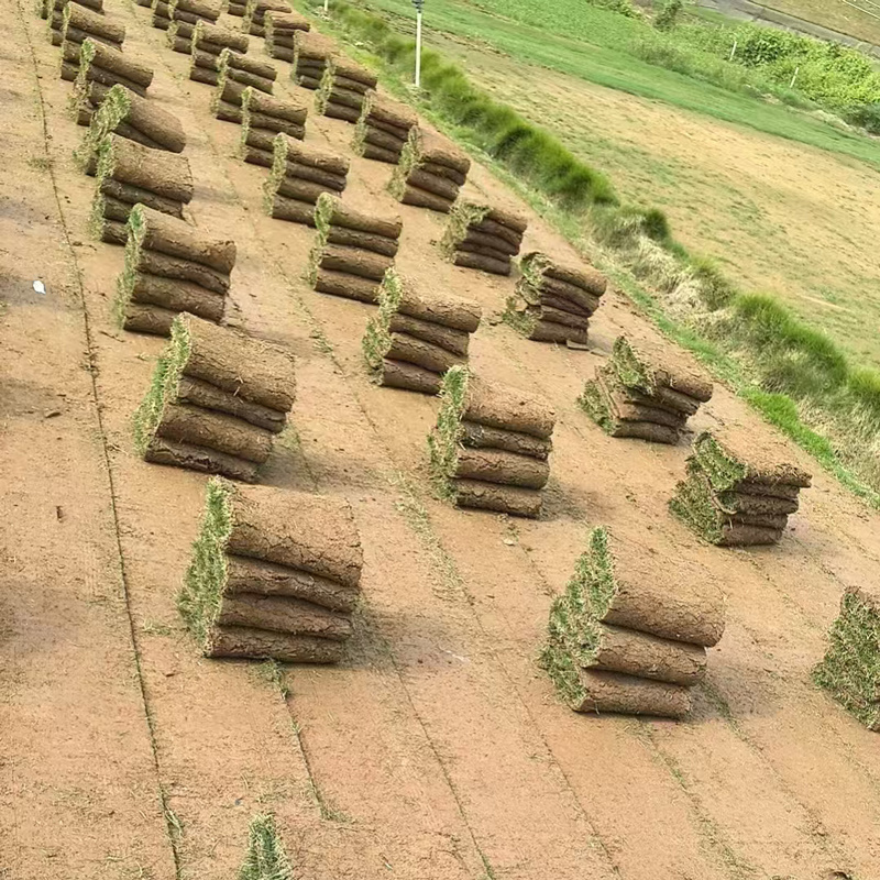 【稳定供货】马尼拉草皮多基地直供现铲现发欢迎来电洽谈