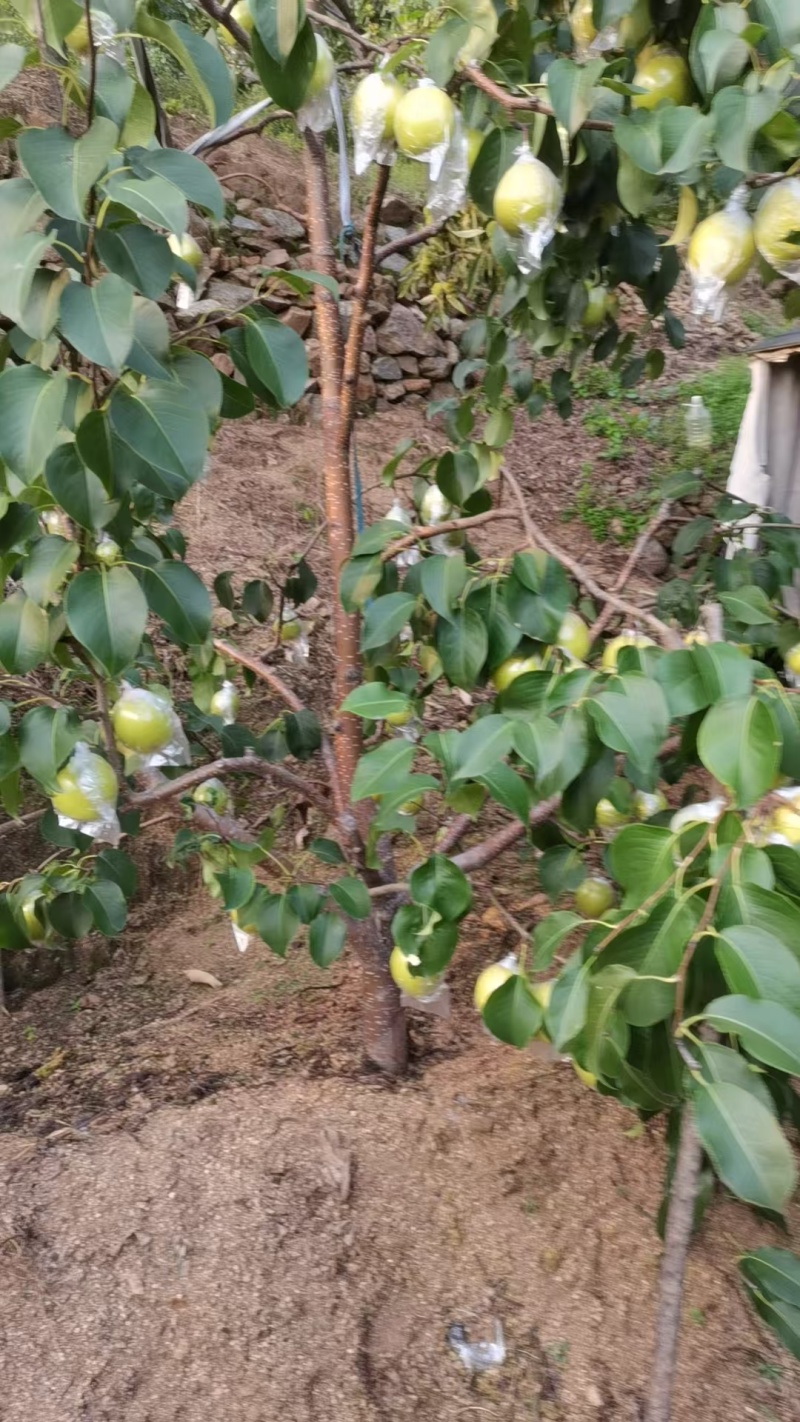 雪花梨/河北梨/脆梨/产地直发/量大从优。