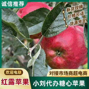 昭通红露糖心苹果苹果脆甜多汁代办代收欢迎进店