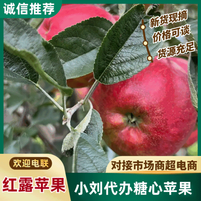 昭通红露糖心苹果苹果脆甜多汁代办代收欢迎进店