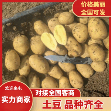 内蒙基地土豆沃土加实验一V7等品种齐全产地一手货源