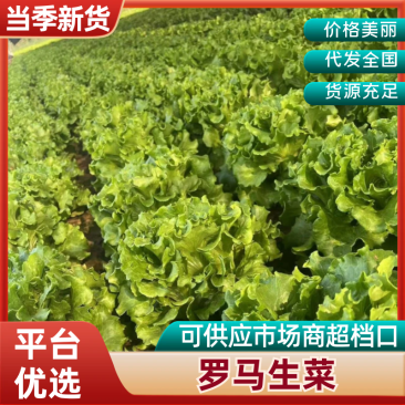 【实力推荐】罗马生菜河北产地大量现货产地直发支持视频看货