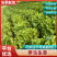 【实力推荐】罗马生菜河北产地大量现货产地直发支持视频看货