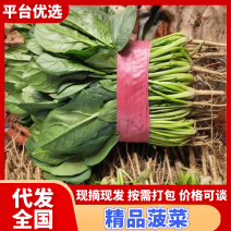 【推荐】大叶菠菜相当有亮度市场商超供应代发全国