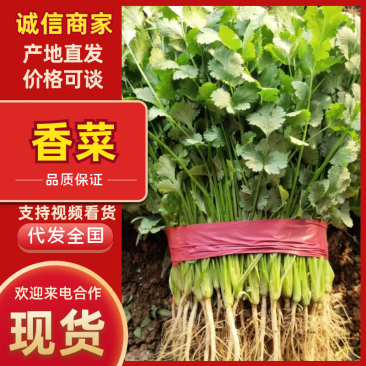 【推荐】精品香菜产地直发大量现货叶面干净可视频看货