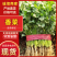 【推荐】精品香菜产地直发大量现货叶面干净可视频看货