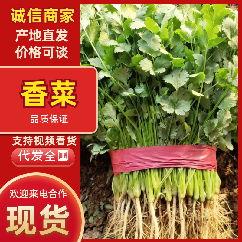 【推荐】精品香菜产地直发大量现货叶面干净可视频看货