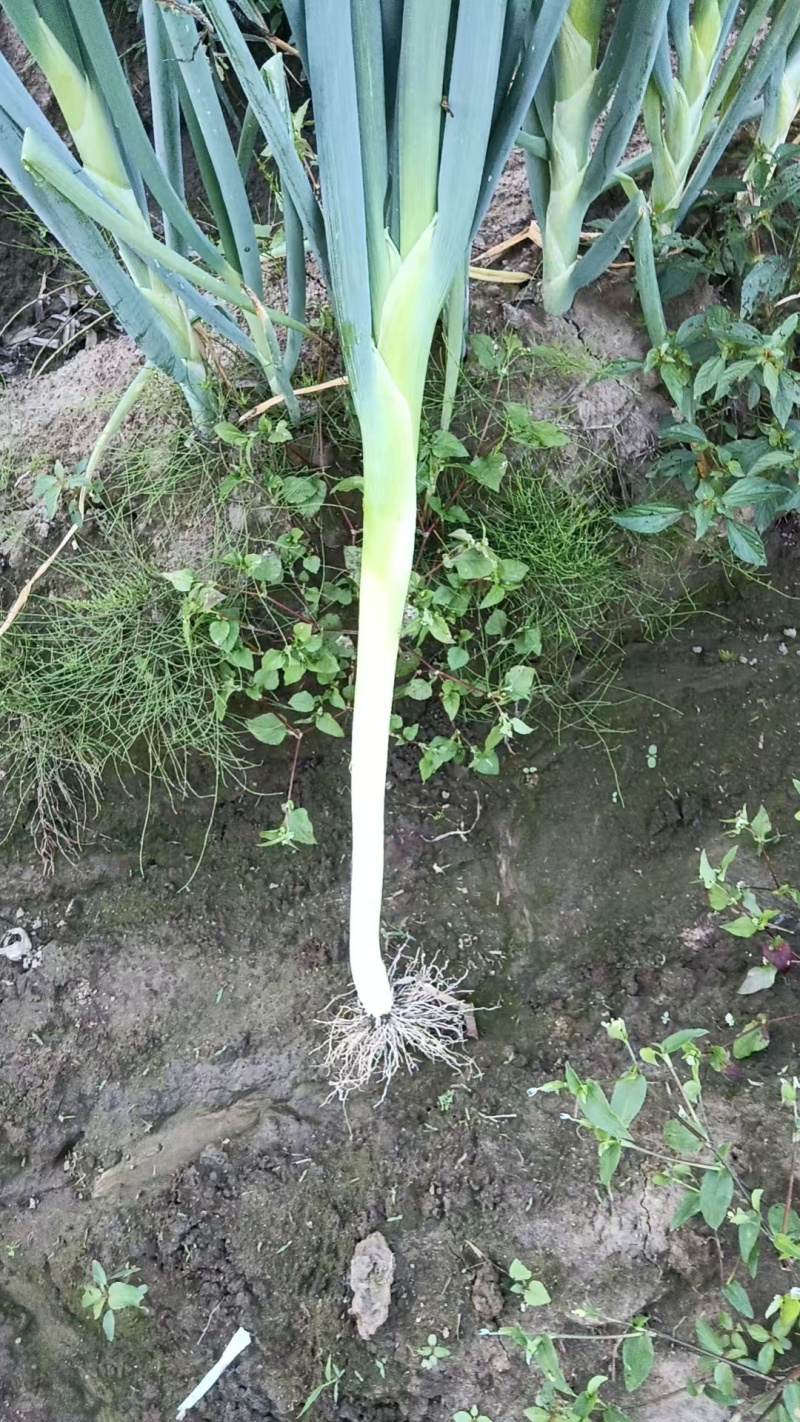 大葱上市自己种植价格优惠品质保证现挖现发品质好