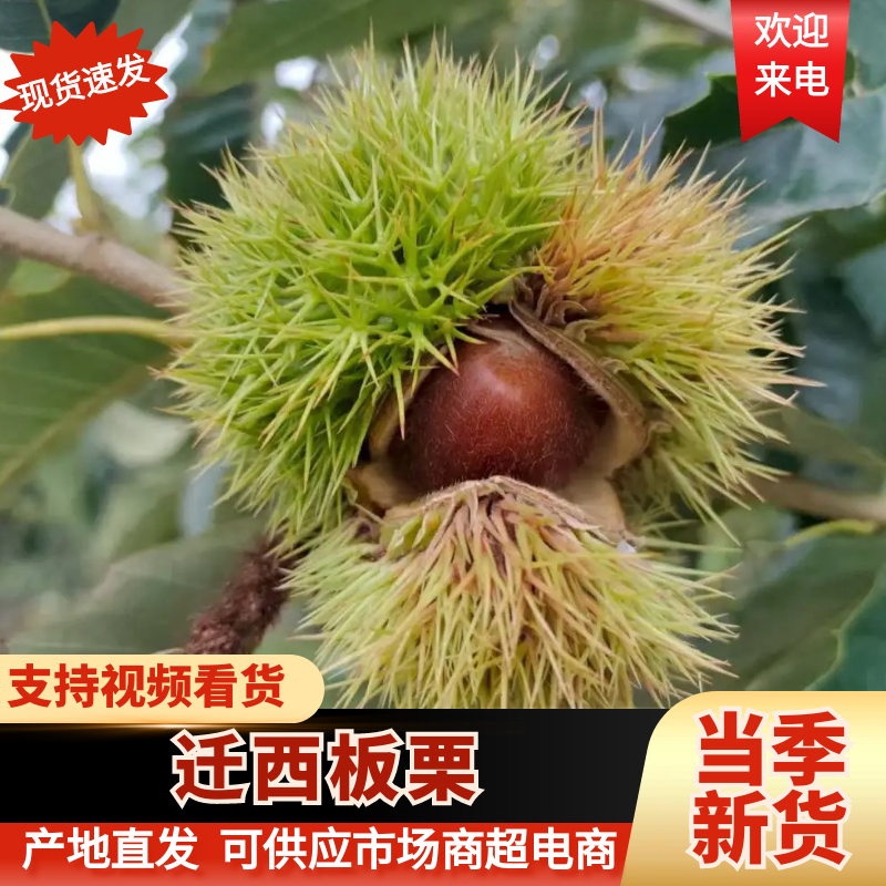 精品迁西板栗产地直发/河北唐山迁西板栗一手货源对接全国