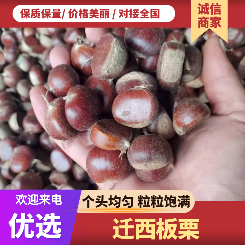 （买20包送一包）迁西板栗大量上市/正宗迁西板栗量大从优