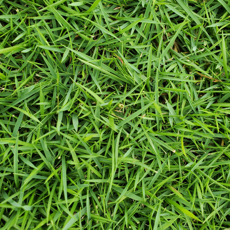 【量大可谈】台湾草草皮多基地直供现铲现发可视频看货