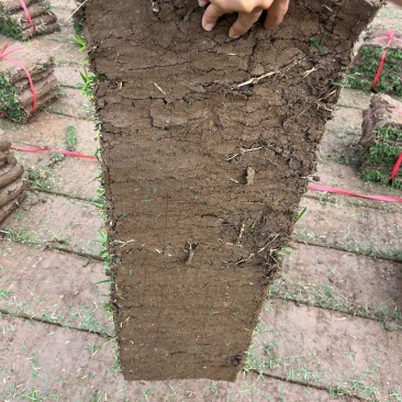 【专车送货】台湾草草皮多基地直供现铲现发量大可谈