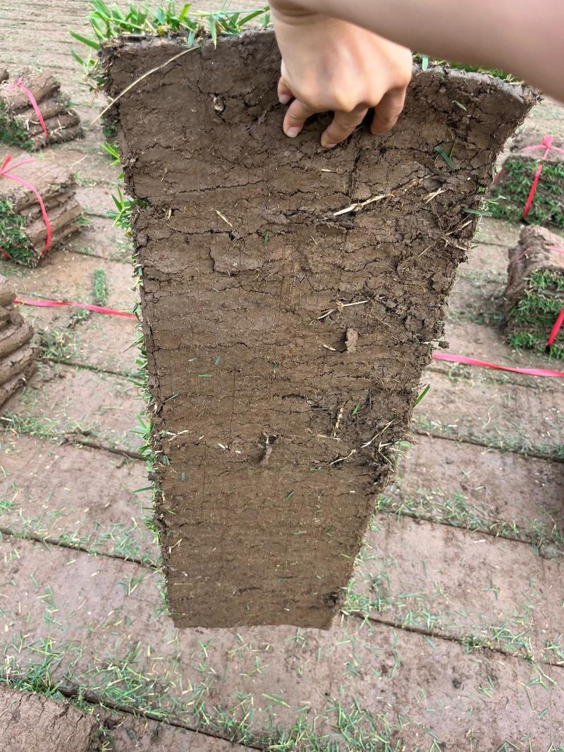 【专车送货】台湾草草皮多基地直供现铲现发量大可谈