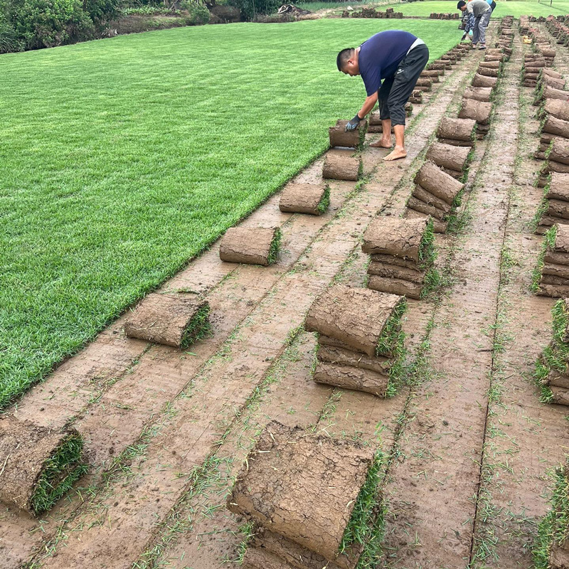 【现铲现发】兰引三号多基地直发专车送货量大可谈