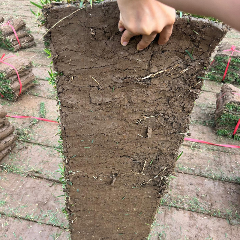 【现铲现发】兰引三号多基地直发专车送货量大可谈
