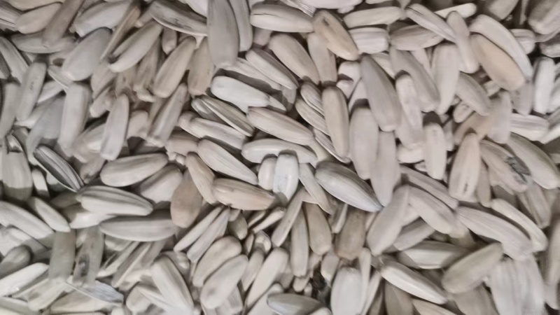 河北打手瓜子大量招电商/可视频看货/量大价优/欢迎咨询