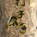 河北打手瓜子大量招电商/可视频看货/量大价优/欢迎咨询