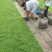 【足球草坪】广东兰引三号草坪草根茎粗壮耐践踏