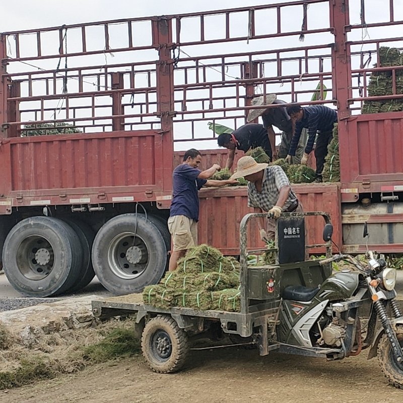 【足球草坪】广东兰引三号草坪草根茎粗壮耐践踏