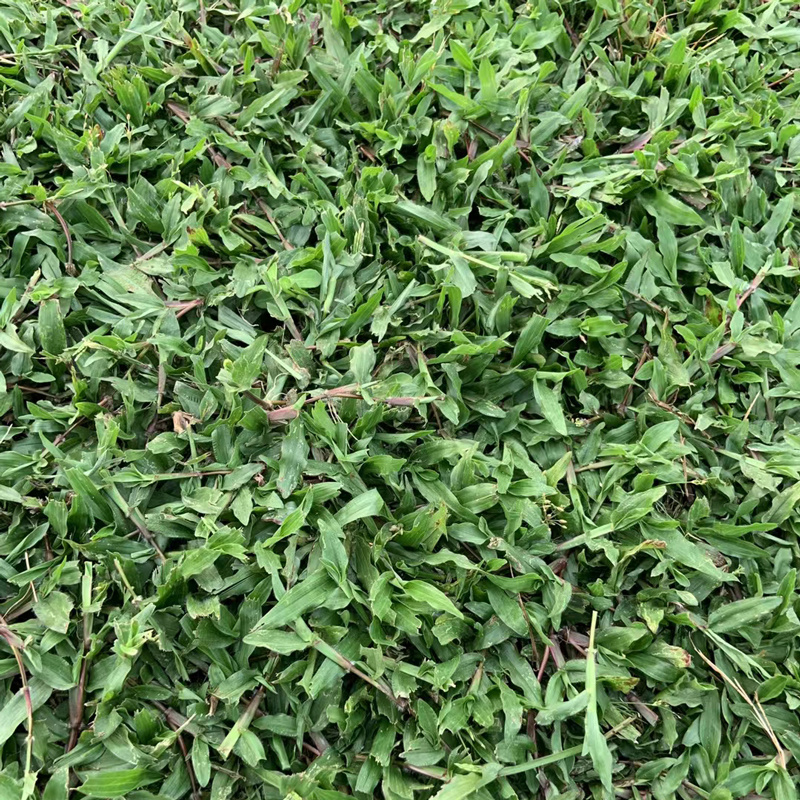 【基地直供】大叶油草皮现铲现发规格可定制量大可谈