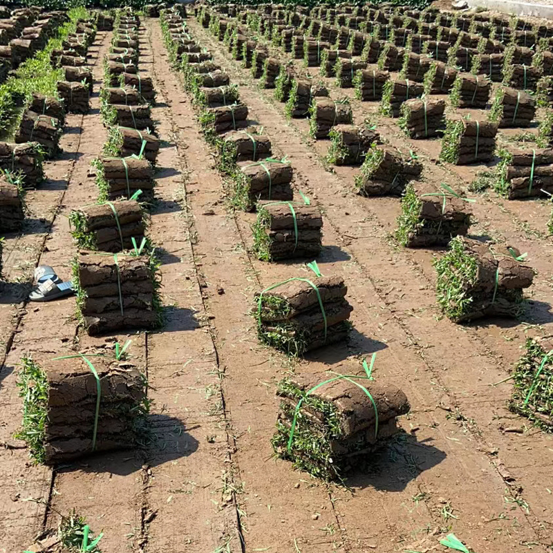 【基地直供】大叶油草皮现铲现发规格可定制量大可谈