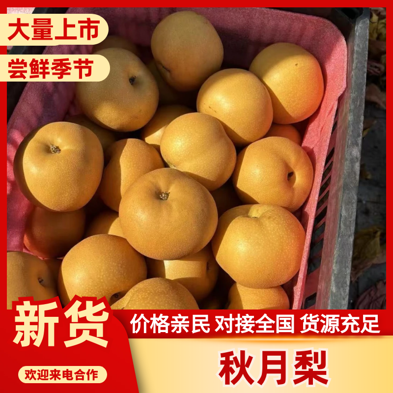 河南秋月梨大量上市中，纯甜化渣皮薄肉细果面干净，糖度15